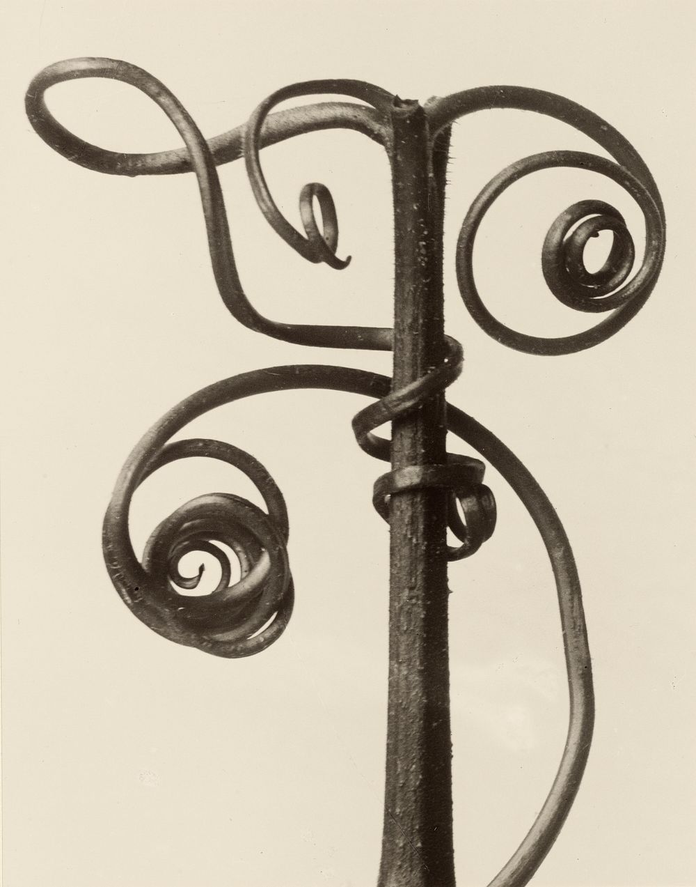 Cucurbita by Karl Blossfeldt (1865-1932)