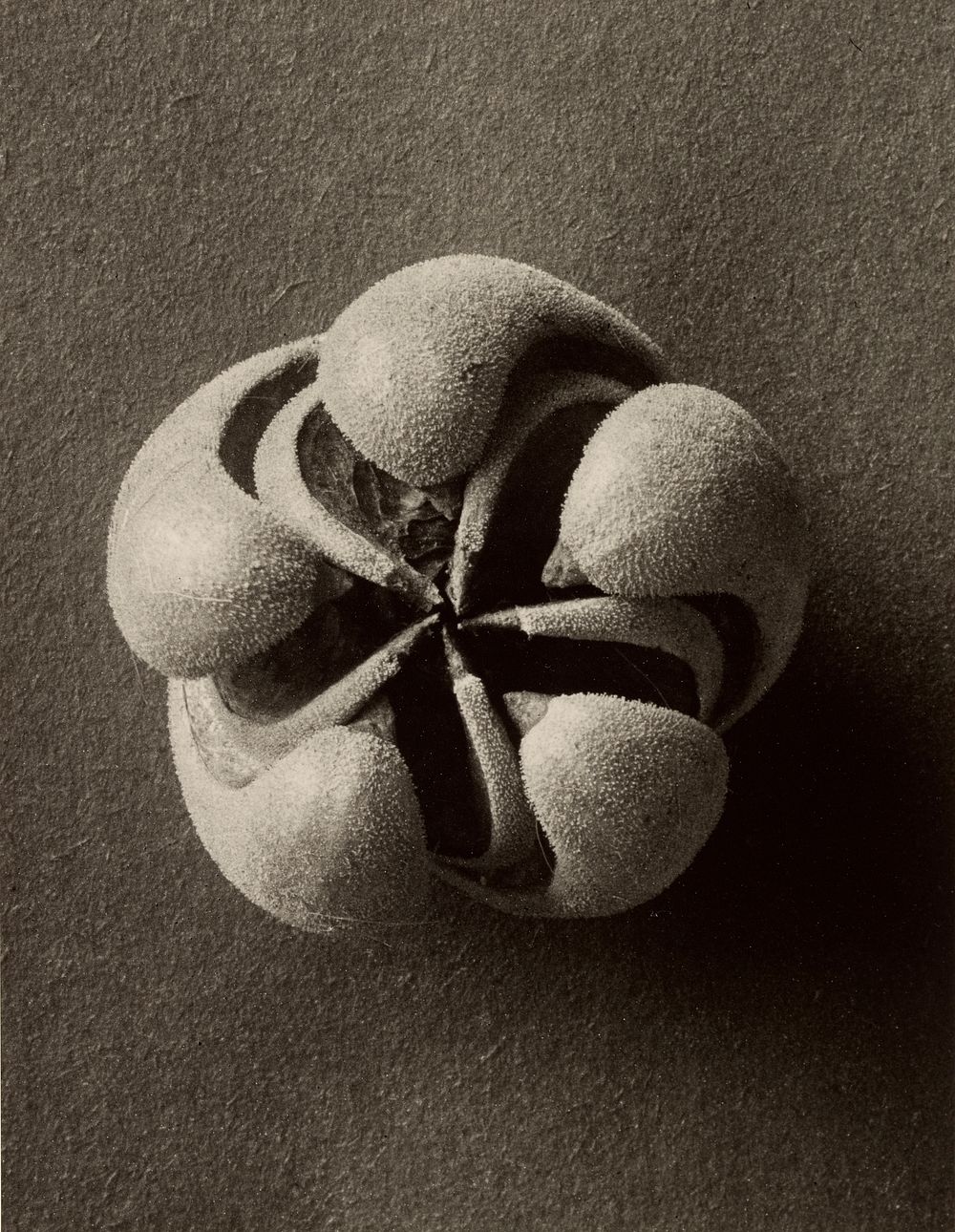 Blumenbachia hieronymi (Loasaceae) by Karl Blossfeldt (1865-1932)