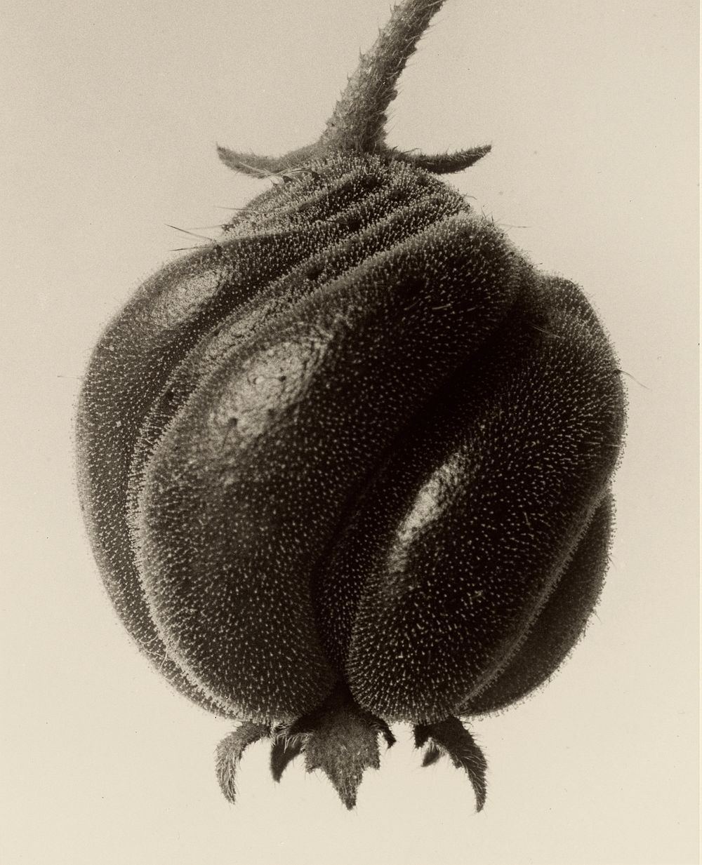 Blumenbachia hieronymi (Loasaceae) by Karl Blossfeldt (1865-1932)