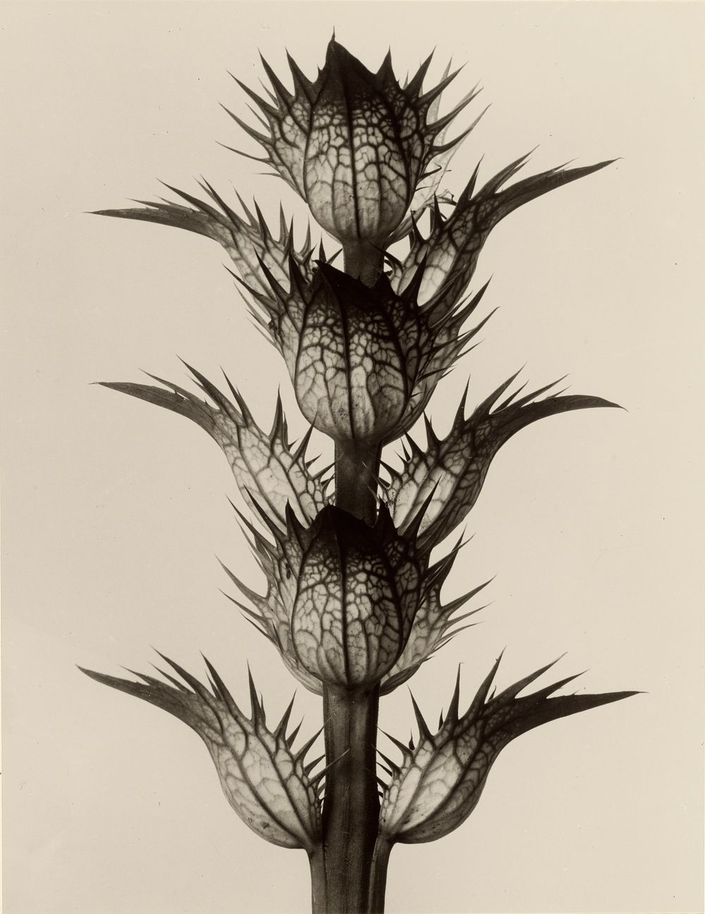 Acanthus mollis by Karl Blossfeldt (1865-1932)