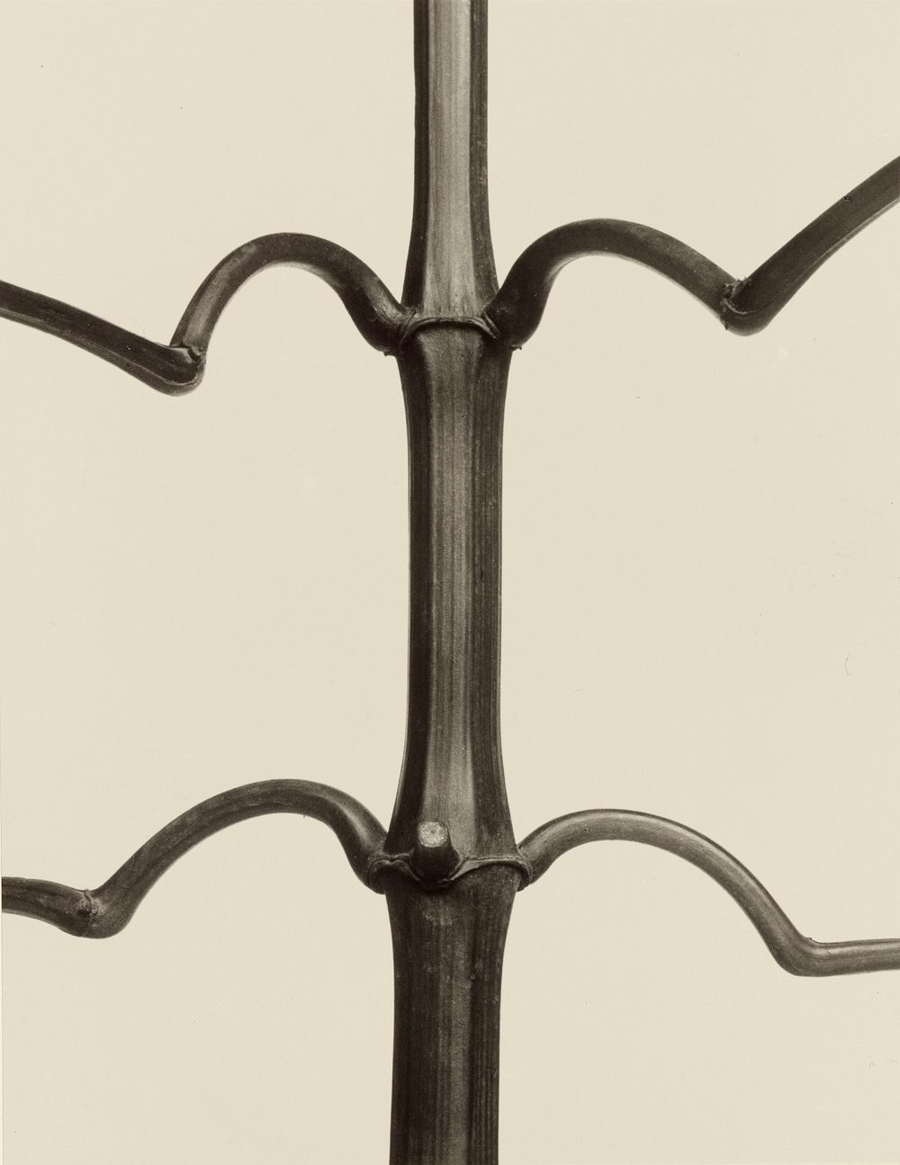 Impatiens glandulifera; Karl Blossfeldt (1865-1932)