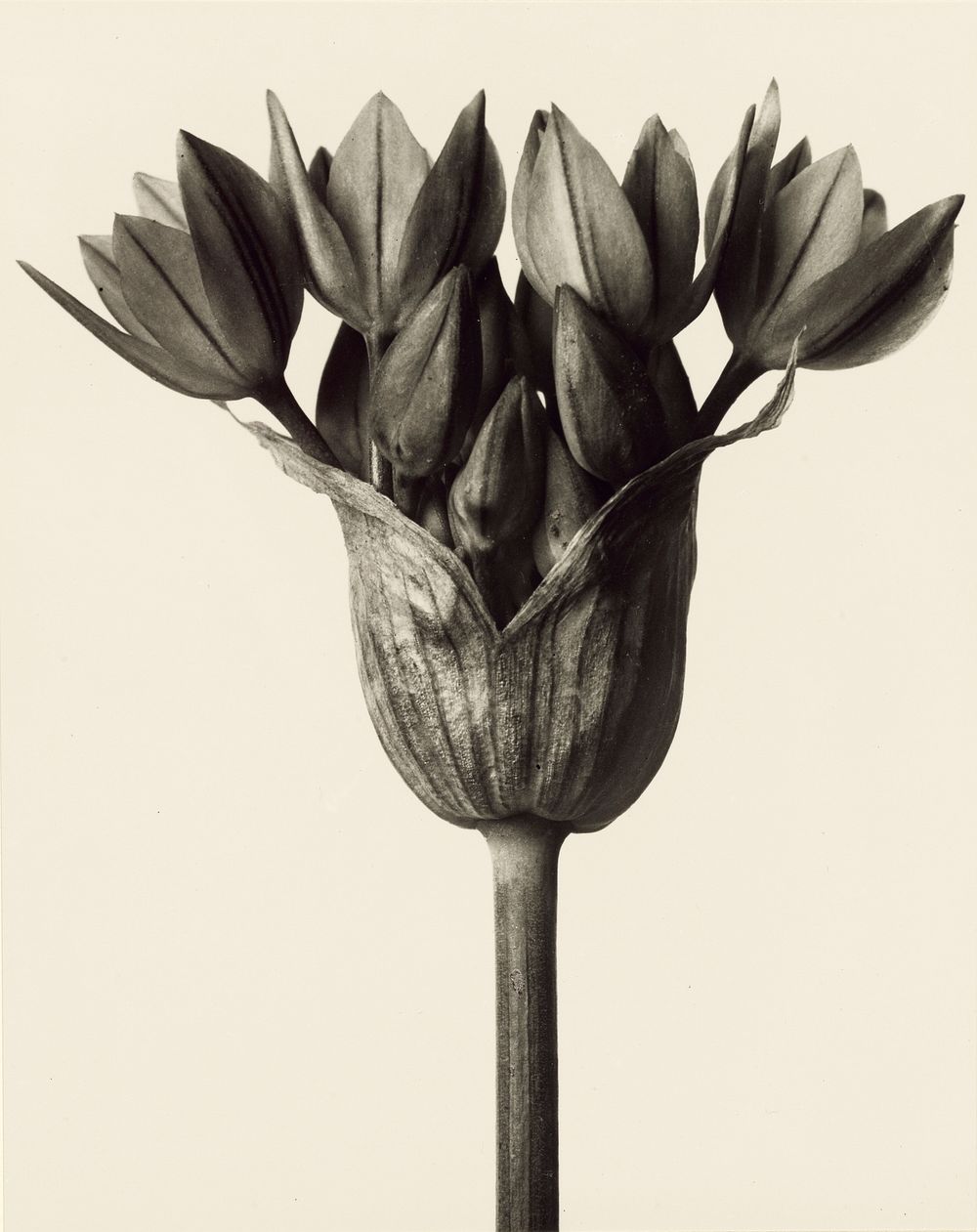 Allium ostrowskianum, Knoblauchpflanze by Karl Blossfeldt (1928)