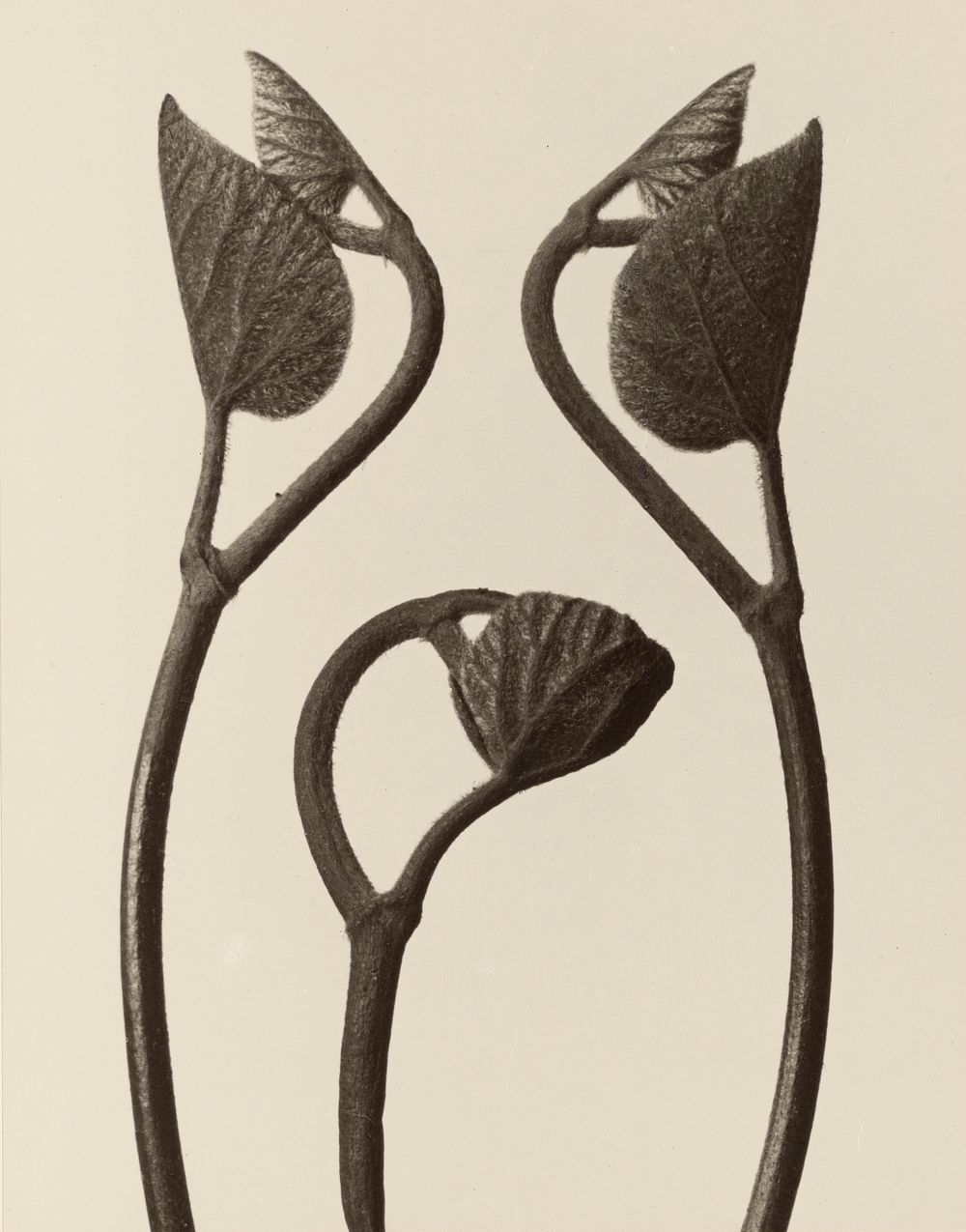 [Aristolochia stems and leaves]; Karl Blossfeldt (1865-1932)