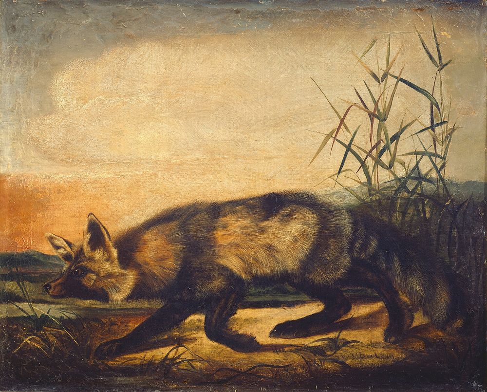 Long-Tailed Red Fox (1848/1854) by John Woodhouse Audubon.  