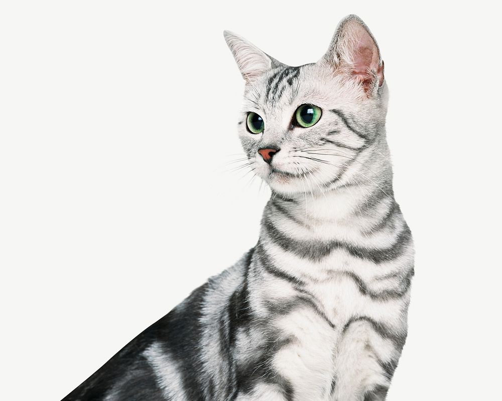 American Shorthair kitten collage element, isolated image psd