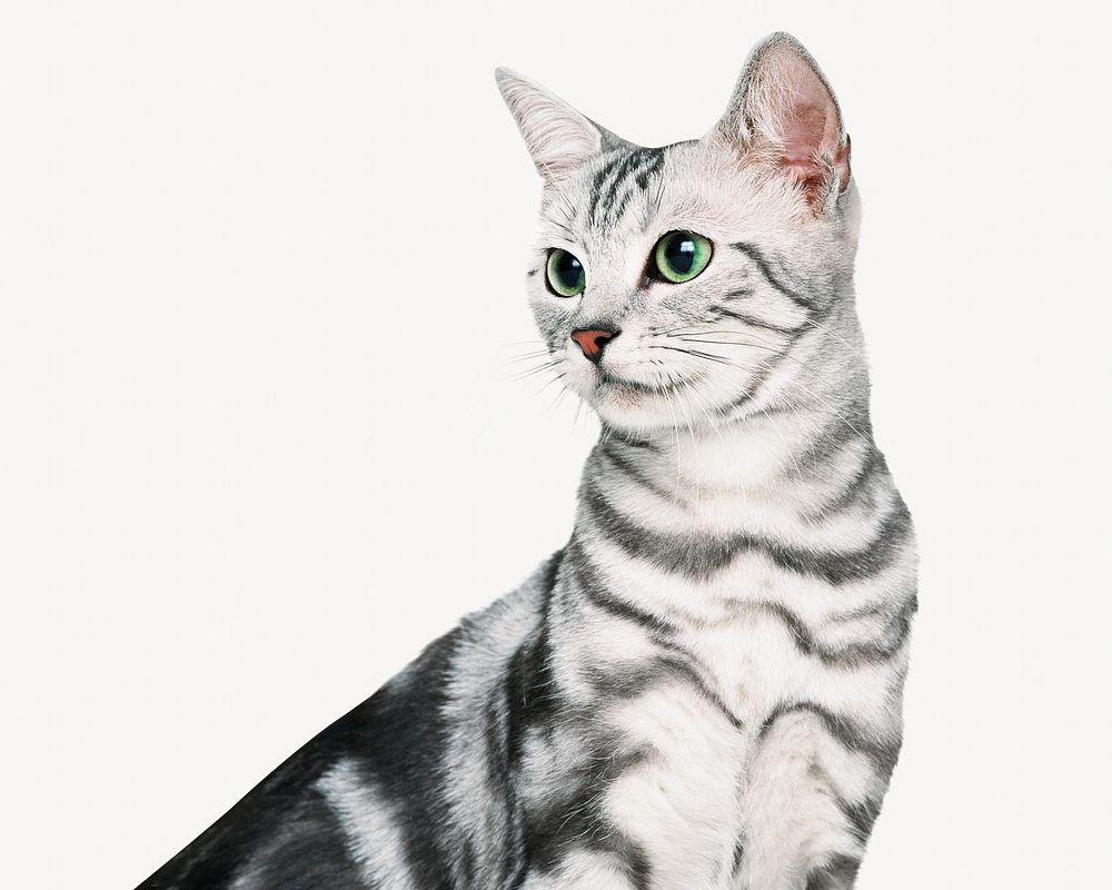 American Shorthair kitten collage element, isolated image