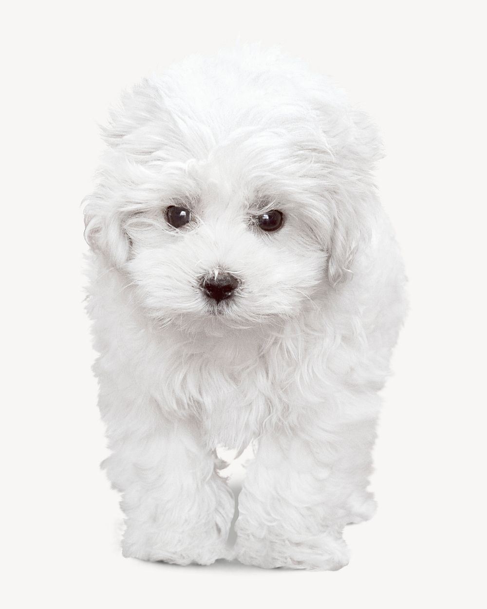 White Maltese dog  collage element psd