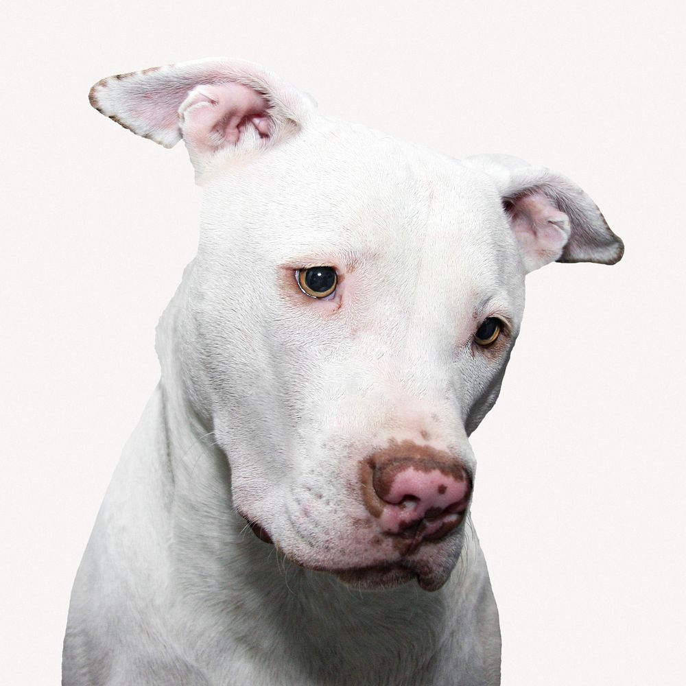 White pitbull collage element  psd