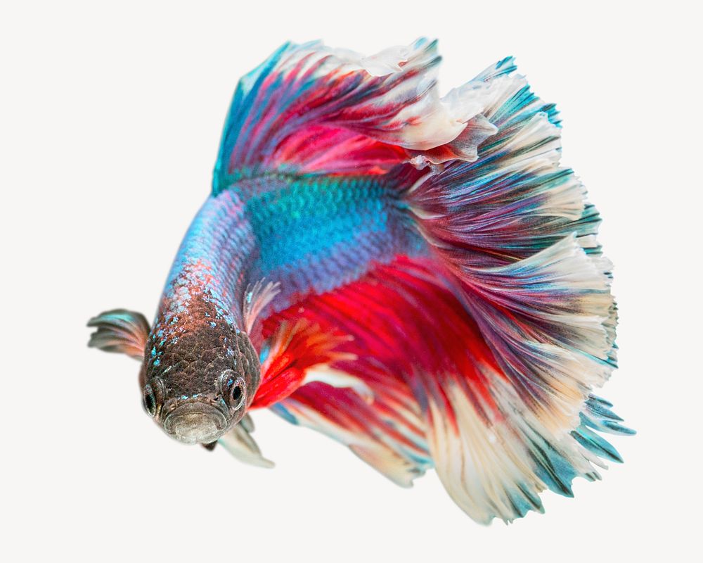 Betta fish collage element psd