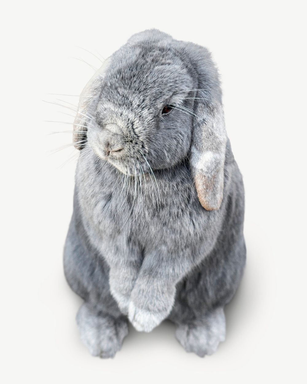 Holland Lop rabbit, cute bunny psd