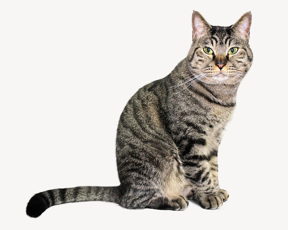 European Shorthair cat  isolated on off white design 