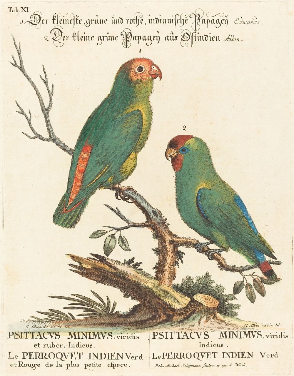 Parrot (Le Perroquet Indien. Psittacus Minimus) (1743-51) print in high resolution by George Edwards.  