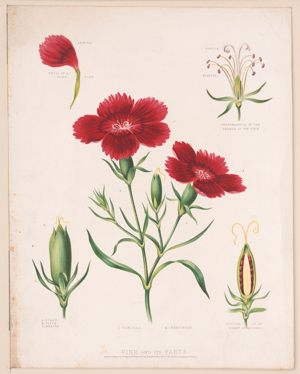 Pink and its parts (1872) by Currier & Ives.  