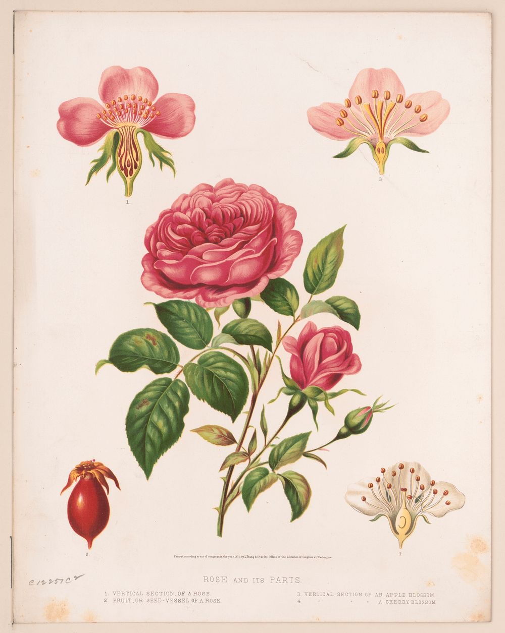 Rose and its parts (1872) by L. Prang & Co.  