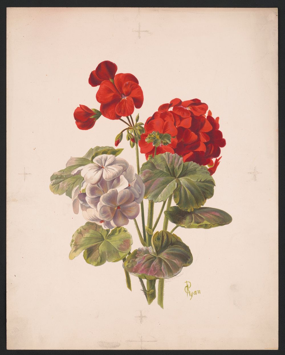 Geranium (1874) by L. Prang & Co.  