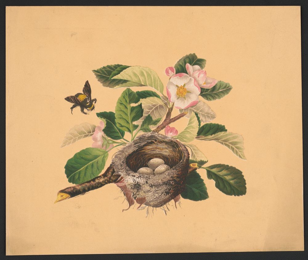 Apple blossoms and bird's nest (1878) by L. Prang & Co.  