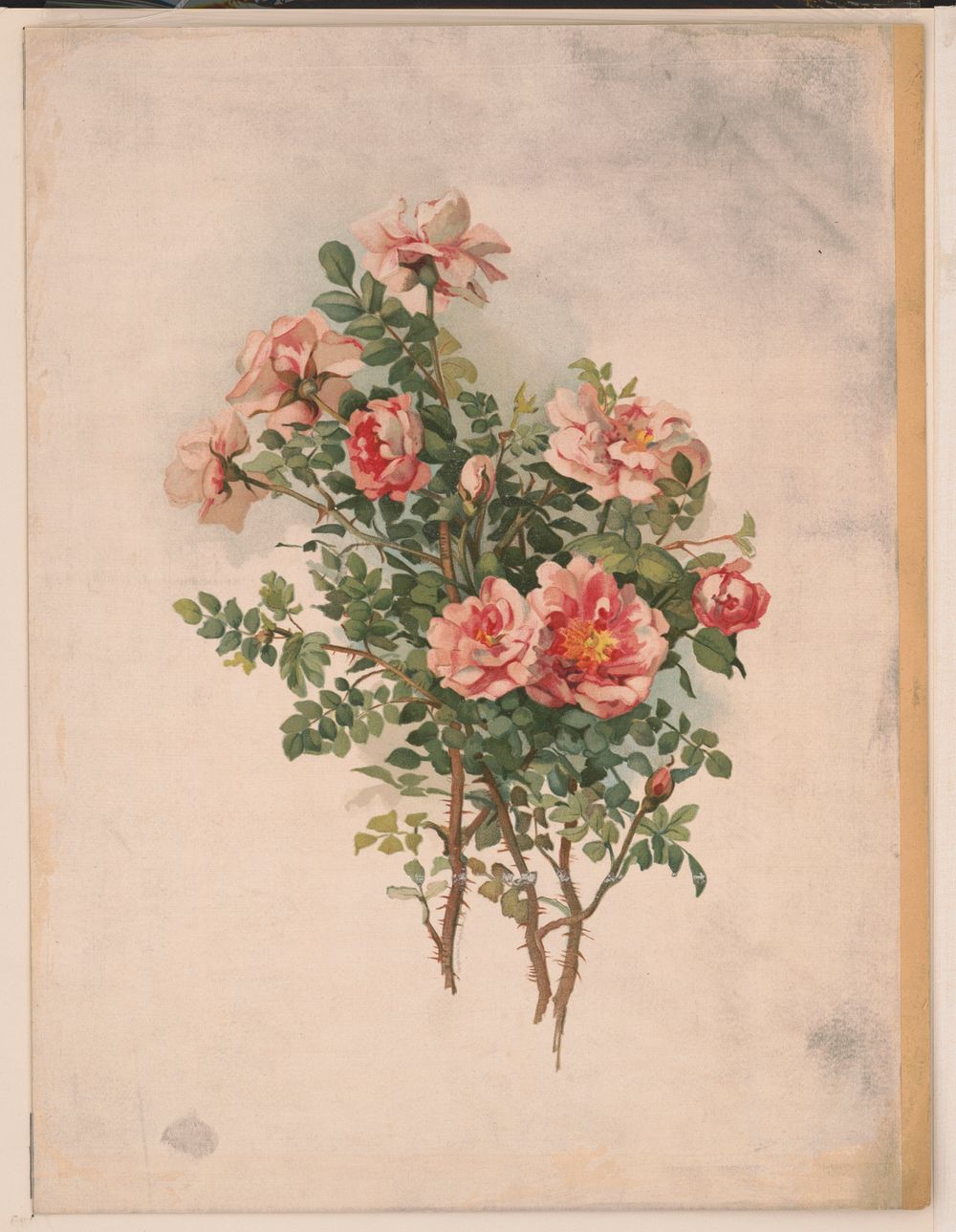 Roses (1870) by L. Prang & Co.  