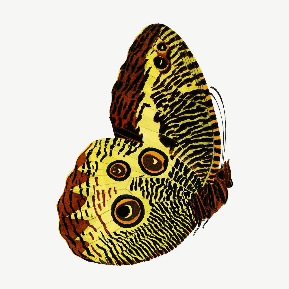 Yellow exotic butterfly, vintage insect collage element psd. Remixed by rawpixel.