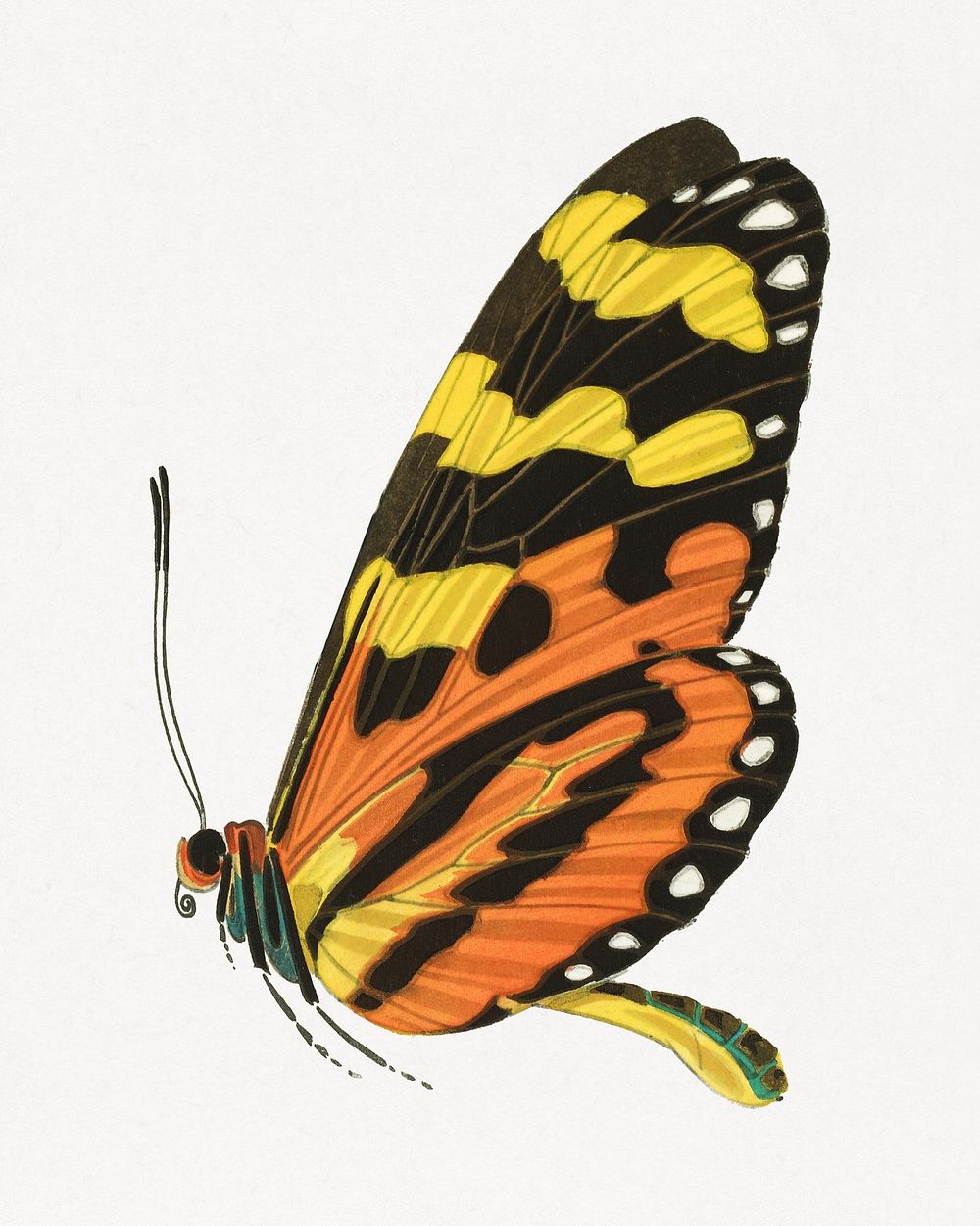 Orange exotic butterfly, vintage insect illustration. Original public domain image by E.A. S&eacute;guy from Biodiversity…