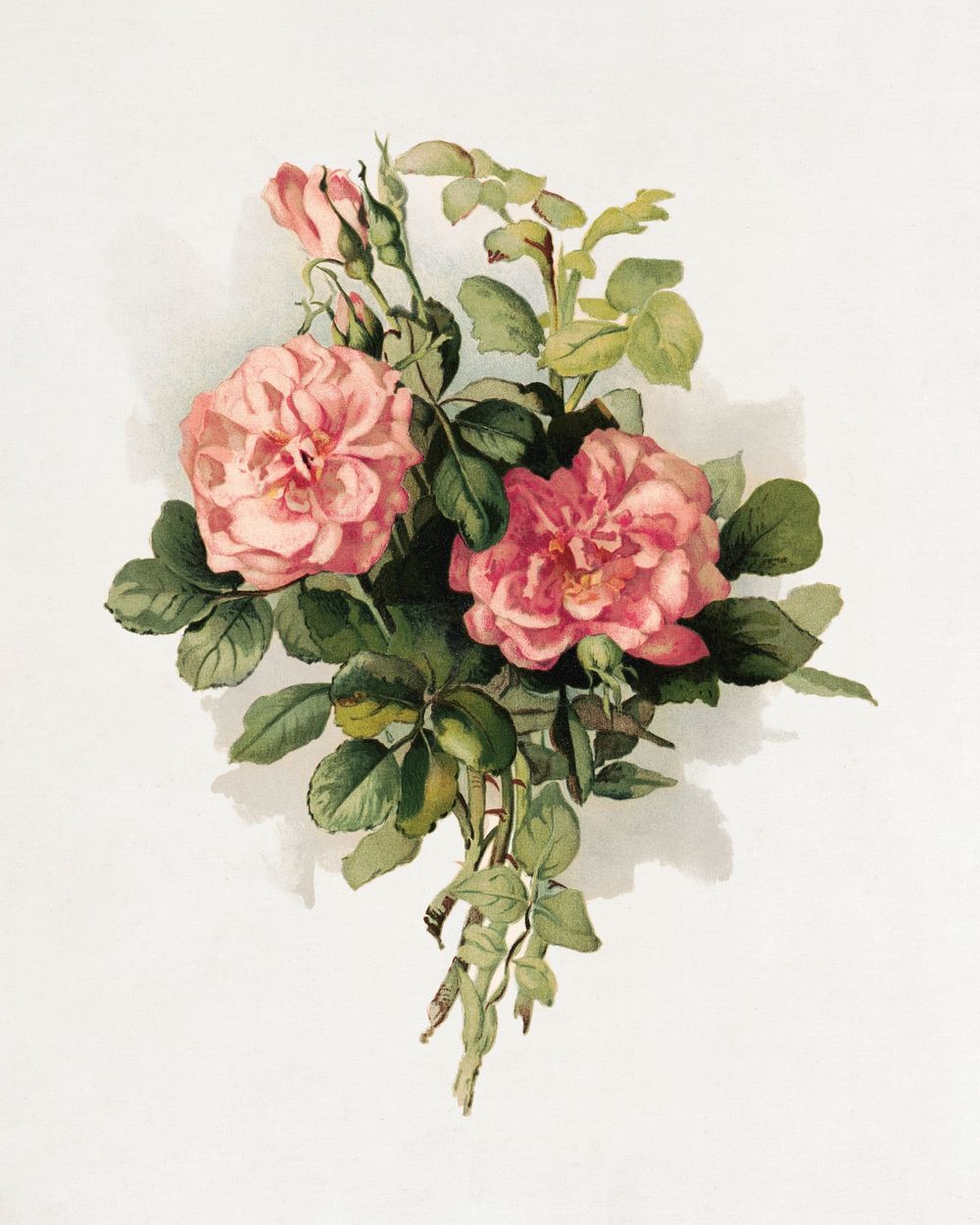 Blush roses, aesthetic chromolithograph. Original public domain image by Annie Nowell Cornelia from the Library of Congress.…
