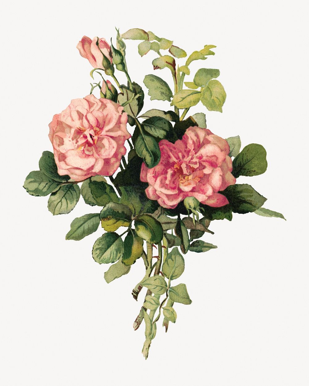 Aesthetic blush roses illustration.  Remastered by rawpixel