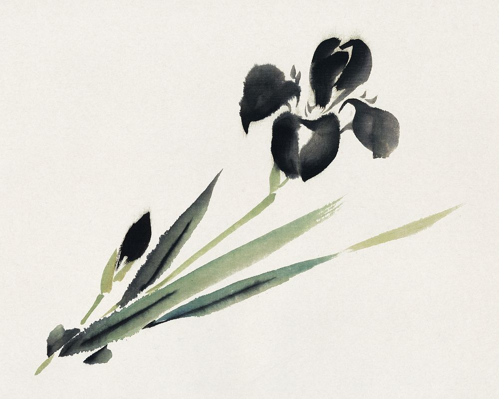 Aesthetic iris, Ukiyo-e style. Original public domain image from the Library of Congress. Digitally enhanced by rawpixel.