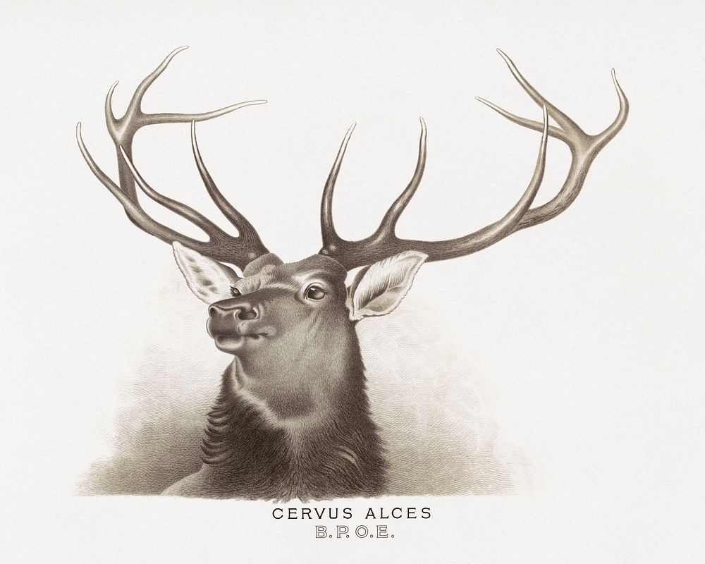 Aesthetic elk, lithograph. Original public domain image from the Library of Congress. Digitally enhanced by rawpixel.