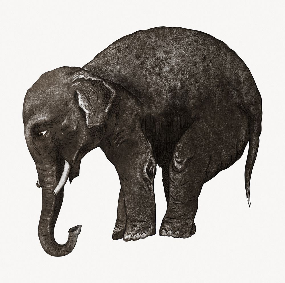 Aesthetic elephant illustration.  Remastered by rawpixel