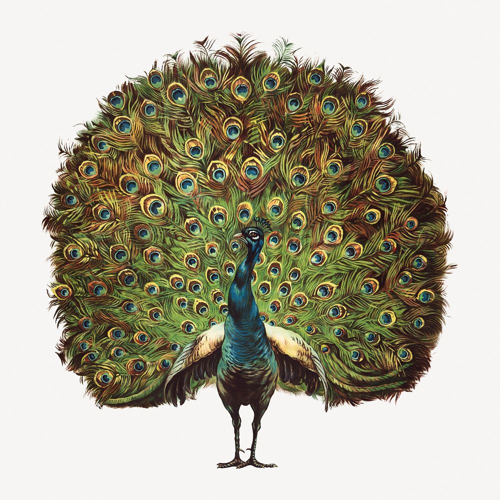 Vintage peacock, animal illustration collage element psd.   Remixed by rawpixel.