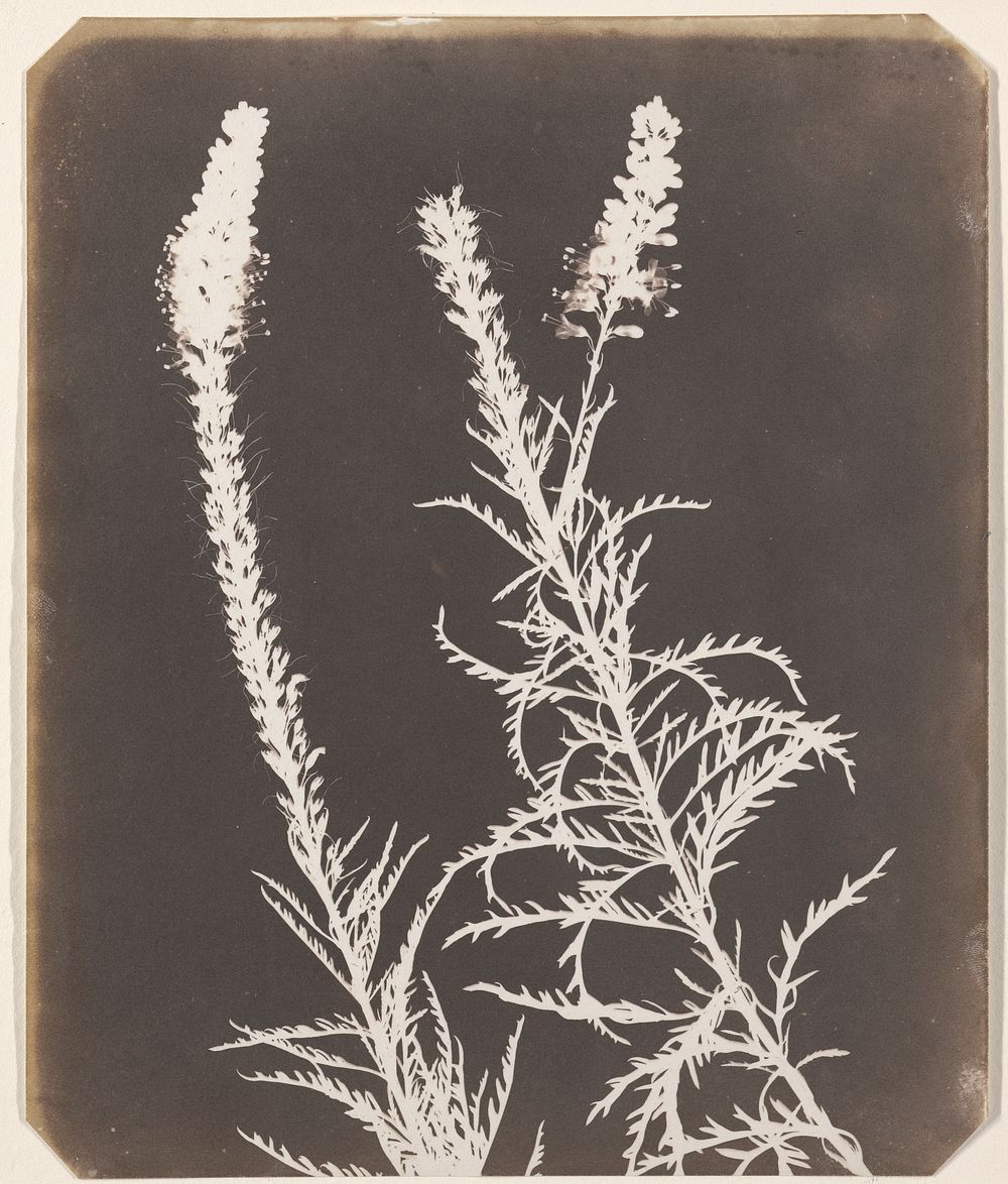 Veronica in Bloom (between 1843 and 1844) photography in high resolution by William Henry Fox Talbot.