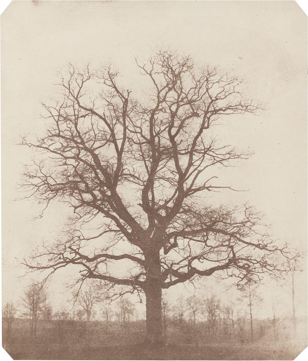 Oak Tree (mid-1840s) photo in high resolution by William Henry Fox Talbot.