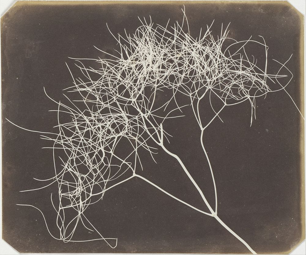 Wild Fennel (1841–42) photography in high resolution by William Henry Fox Talbot.