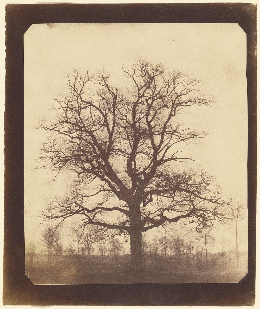 An Oak Tree in Winter (1842–1843) photography in high resolution by William Henry Fox Talbot.