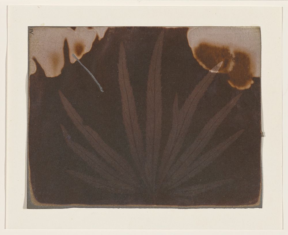 Hornbeam Leaf (1840) photography in high resolution by William Henry Fox Talbot.