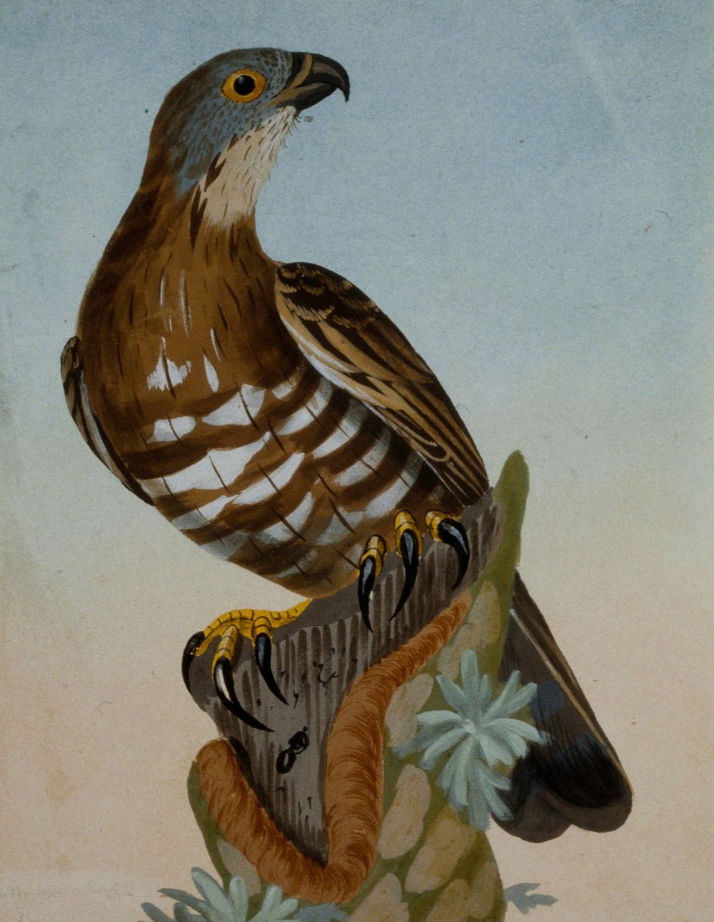 Hawk (1789) painting in high resolution by William Lewin.  