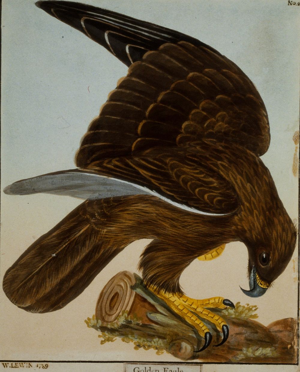 Golden Eagle, No. 2 (1789) painting in high resolution by William Lewin.  