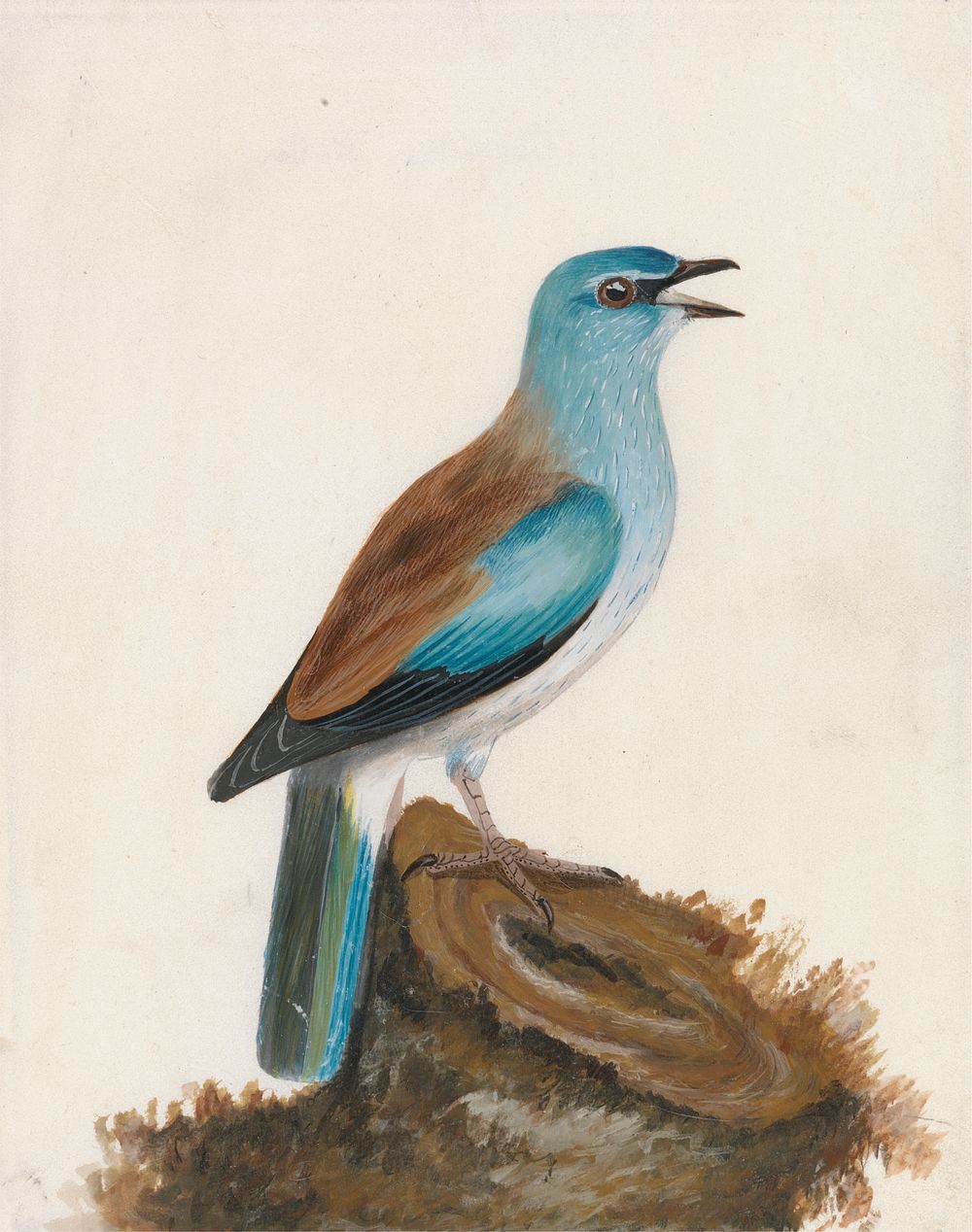 Garrulous Roller (ca. 1790) painting in high resolution by William Lewin.  