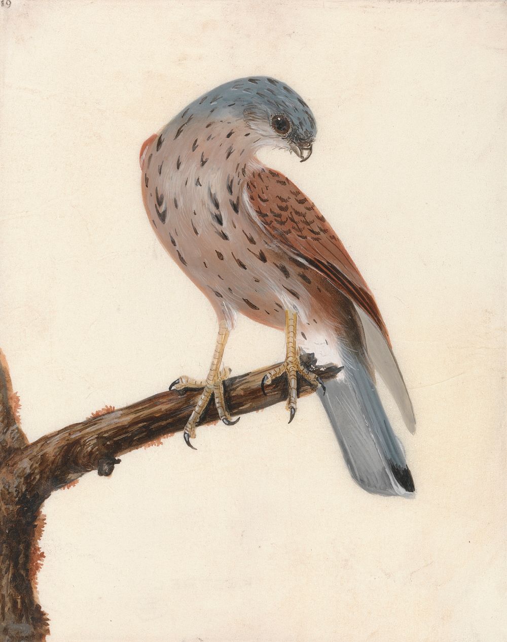  Falcon: Hen Krestel (ca. 1790) painting in high resolution by William Lewin.  