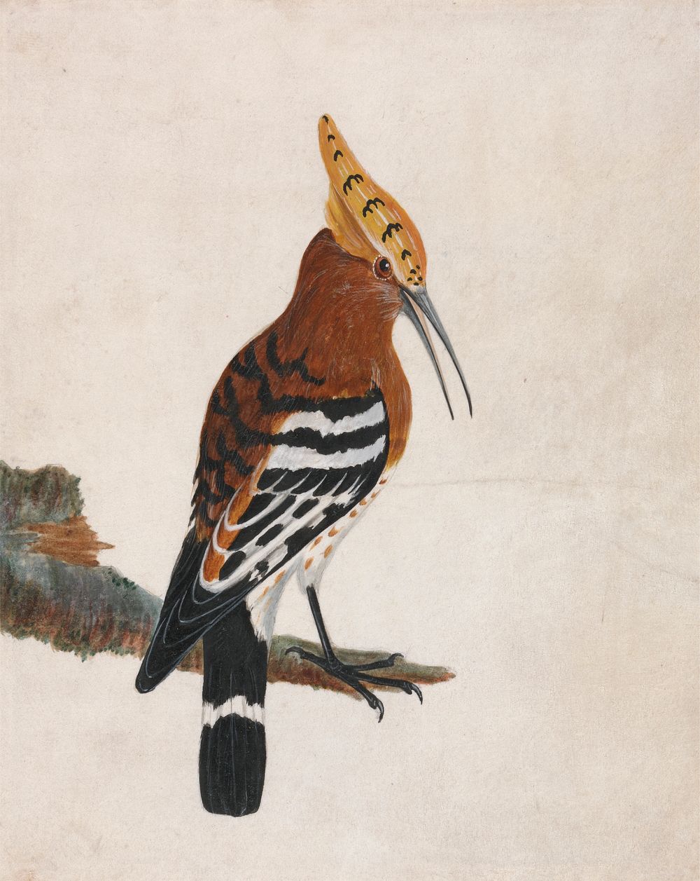 Hoopoe: Common Hoopoe (ca. 1790) painting in high resolution by William Lewin.  