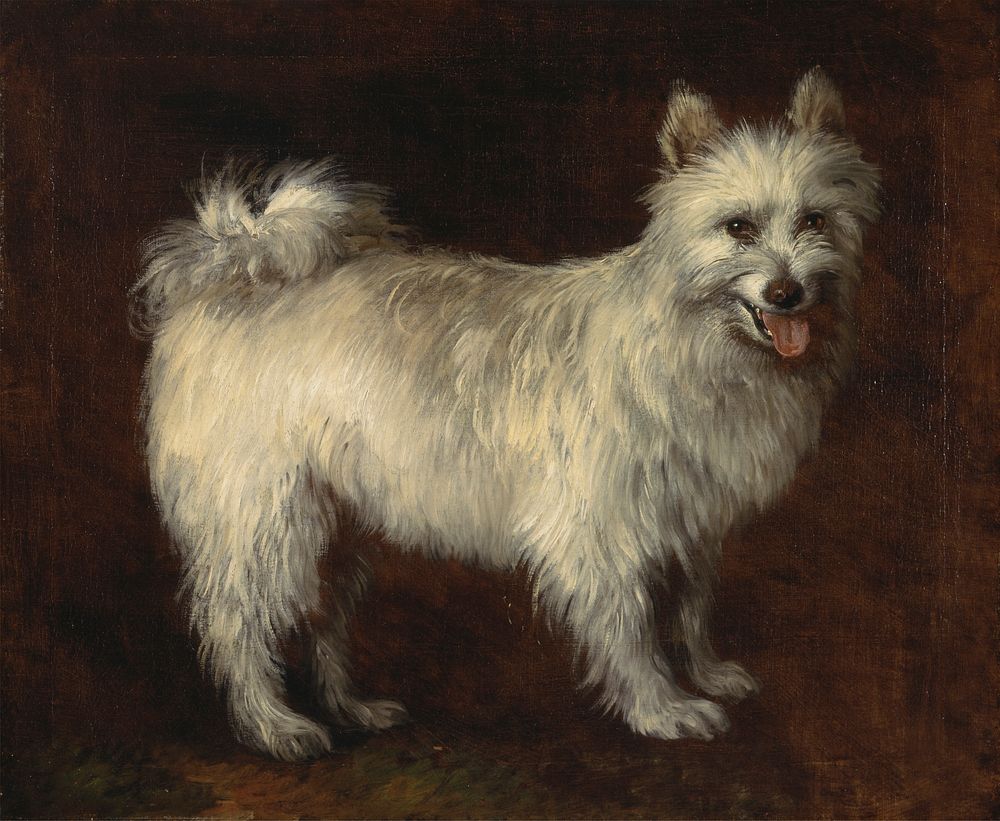 Spitz Dog (ca. 1765) painting in high resolution by Thomas Gainsborough.  