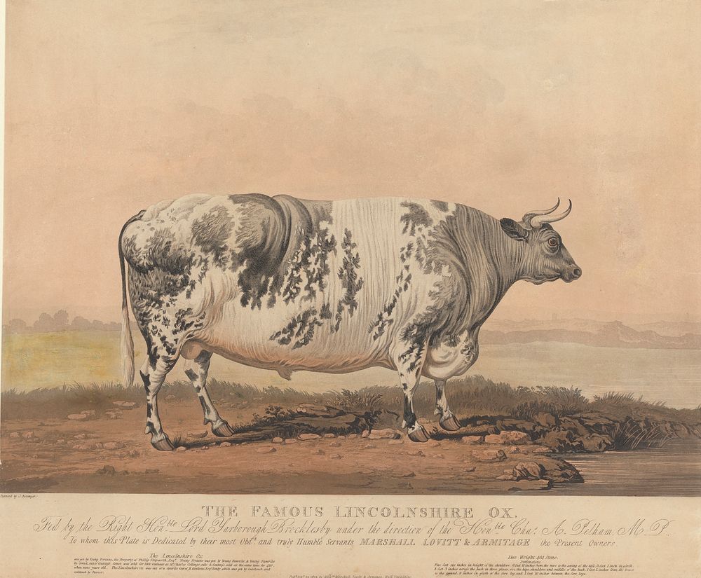 The Famous Lincolnshire Ox (1823) print in high resolution.  