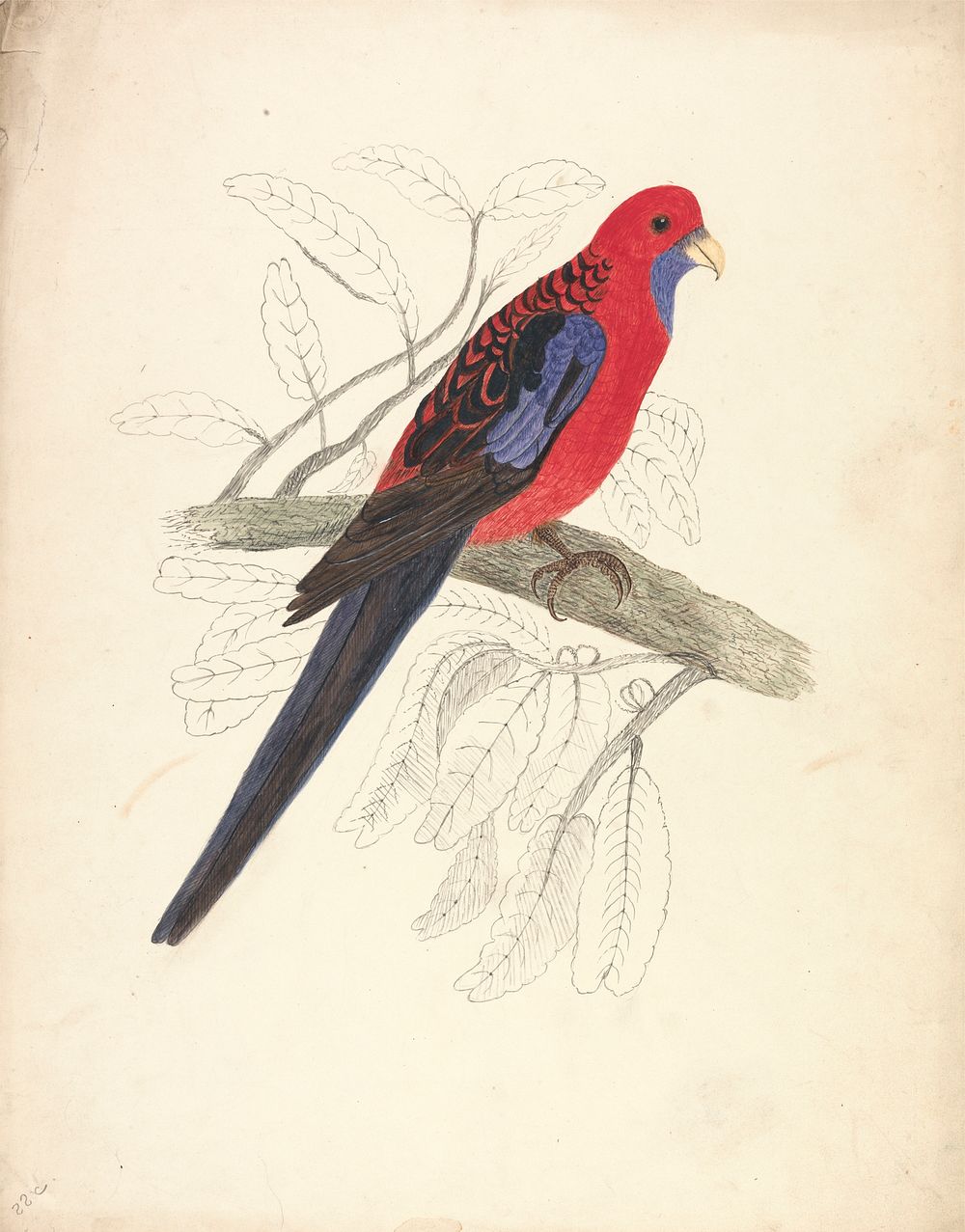 Red-capped Parakeet (female) (1832) painting in high resolution.  