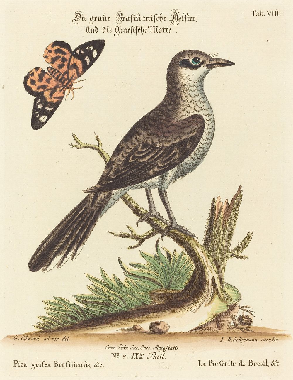 Pica grisea Brasiliensis (1749-76) print in high resolution by George Edwards.  