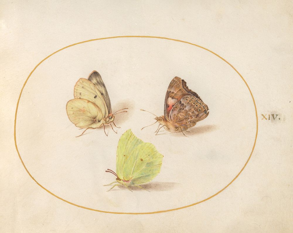 Plate 14: Three Butterflies (c. 1575-1580) painting in high resolution by Joris Hoefnagel.  