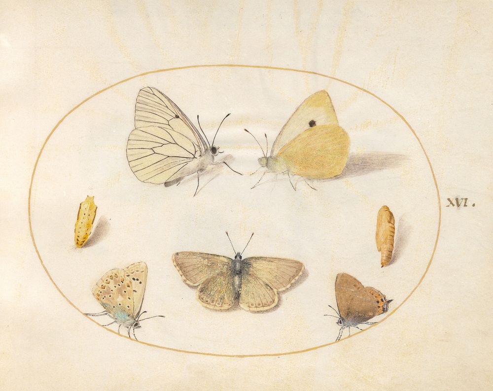 Plate 16: Five Butterflies and Two Chrysalides (c. 1575-1580) painting in high resolution by Joris Hoefnagel.  