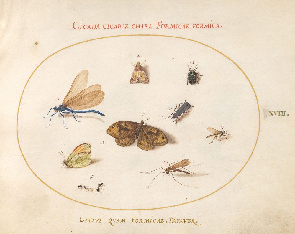 Plate 18: Two Butterflies and a Moth with a Dragonfly, Two Ants, and Four Other Insects, (c. 1575-1580) painting in high…