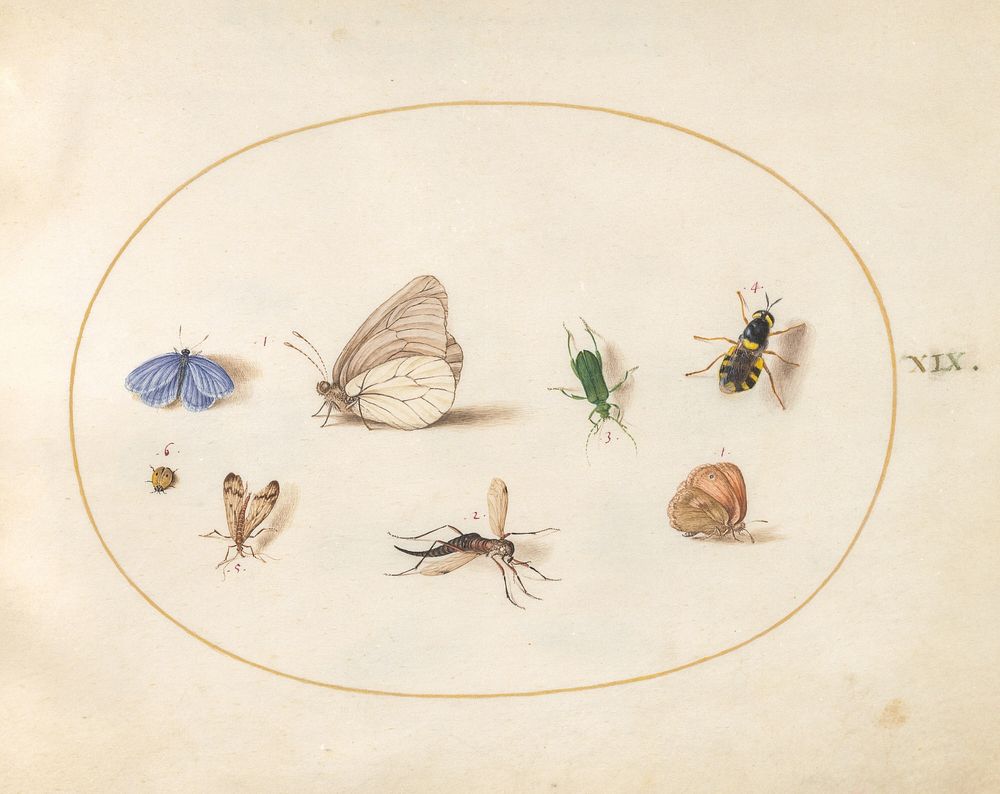 Plate 19: Two Butterflies with Five Other Insects (c. 1575-1580) painting in high resolution by Joris Hoefnagel.  