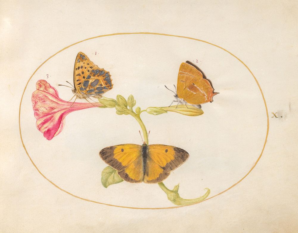 Plate 10: Three Butterflies on a Four O' Clock Flower (c. 1575-1580) painting in high resolution by Joris Hoefnagel.  