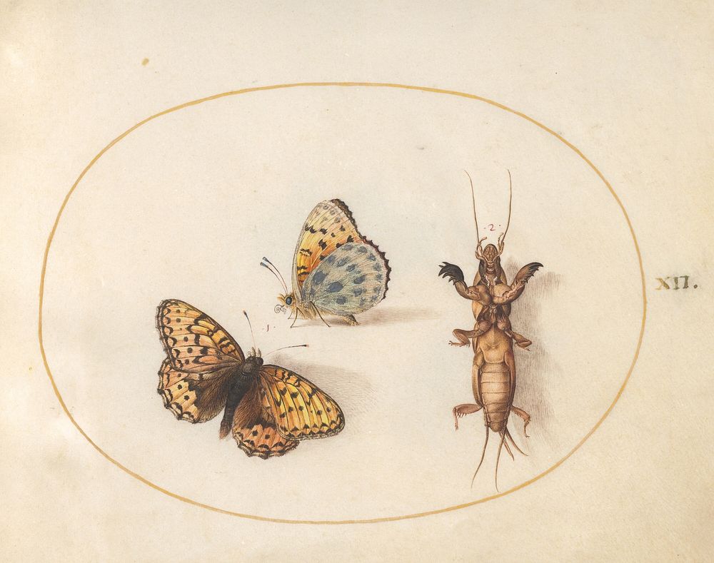 Plate 12: Two Butterflies and a Mole Cricket (c. 1575-1580) painting in high resolution by Joris Hoefnagel.  