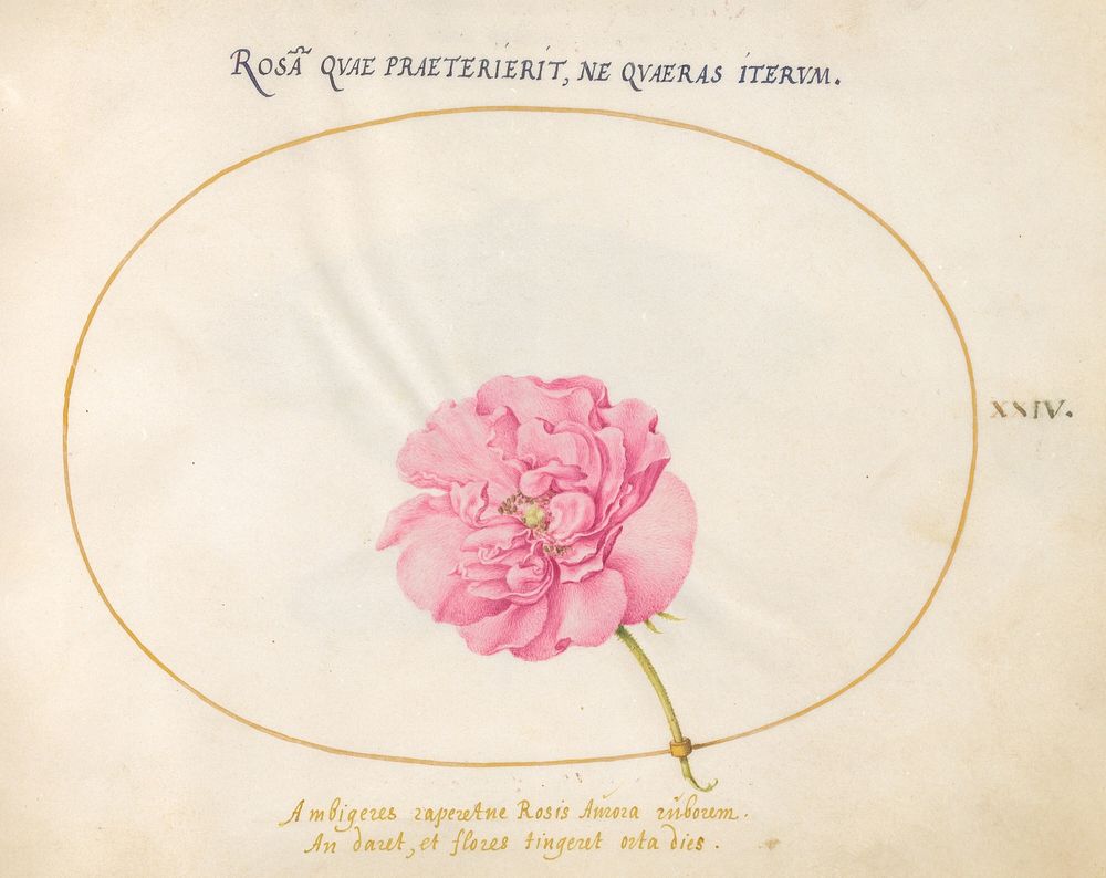 Plate 24: Pink Rose, (c. 1575-1580) painting in high resolution by Joris Hoefnagel.  